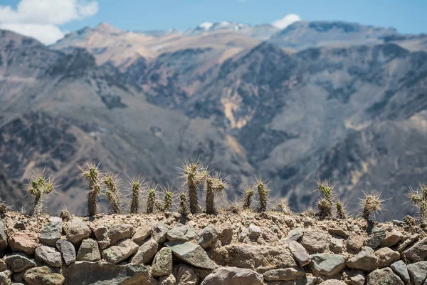 Cactus Avec Longues Épines Sur Clôture Des Montagnes Sur Fond — Photo