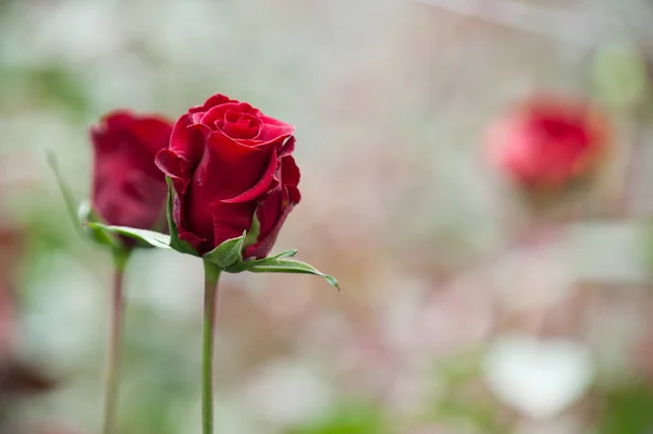 Rosas Uma Plantação Corte Durante Período Colheita — Fotografia de Stock