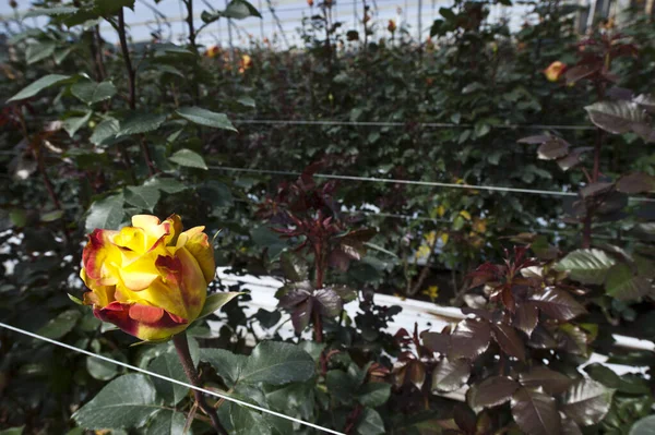 Roses Cutting Plantation Harvest Period — Stock Photo, Image