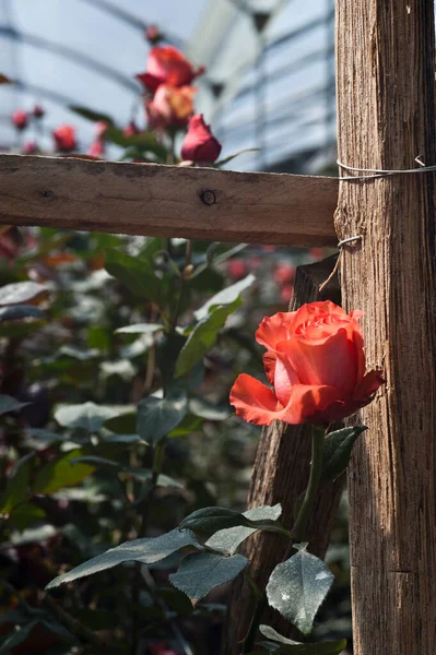 Rosen Auf Einer Schnittplantage Während Der Erntezeit lizenzfreie Stockbilder