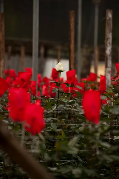 Розы Срезанной Плантации Период Сбора Урожая Лицензионные Стоковые Фото