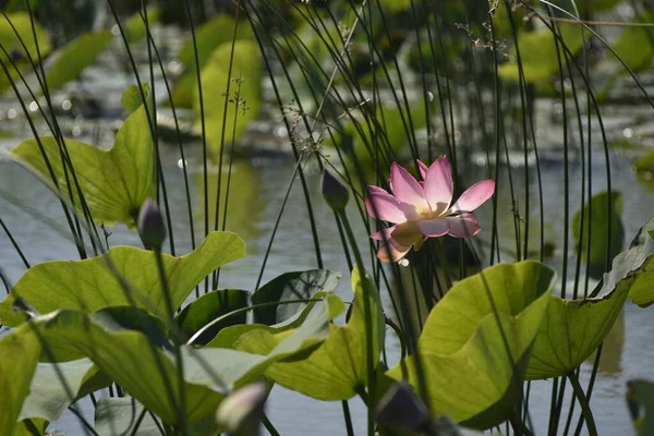 Ηλιόλουστη Μέρα Του Καλοκαιριού Lotus Valley Anapa Ρωσία Φωτογραφία Αρχείου