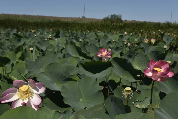 Ηλιόλουστη Μέρα Του Καλοκαιριού Lotus Valley Anapa Ρωσία Εικόνα Αρχείου