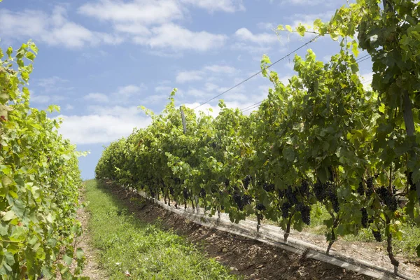 Scenic Vineyard Located Punta Del Este Cerro Del Torro Part — Foto de Stock