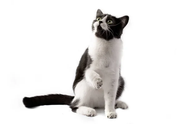 Eine Charmante Schwarz Weiße Katze Sitzt Niedlich Auf Weißem Hintergrund — Stockfoto