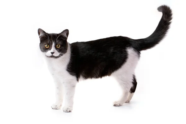 Büyüleyici siyah beyaz bir kedi beyaz bir arka planda oturur..