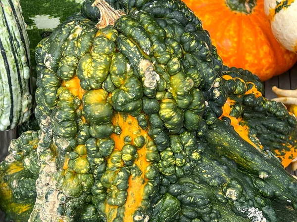 Balkabağında yeşil siğiller ve arka planda başka balkabakları.