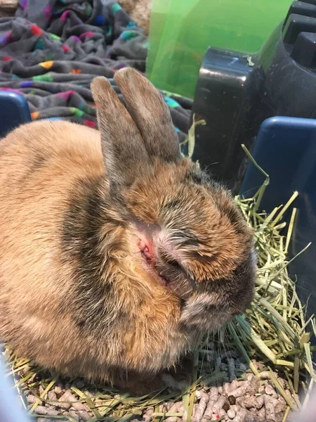 Yanağından Ameliyattan Sonra Tavşan