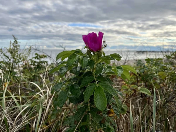 Sahilde, arkasında plaj olan mor bir gül çiçeği.