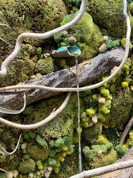 Su damlalı yosun duvarı