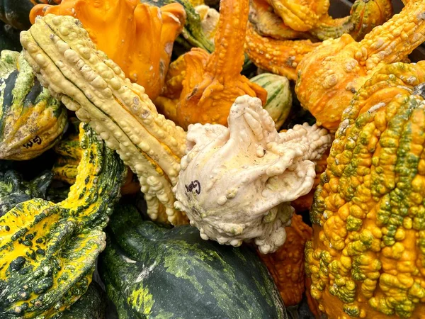 Beyaz, sarı ve yeşil siğilli balkabakları ve kabakları