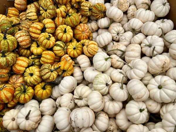 Bir demet beyaz ve sarı balkabağı