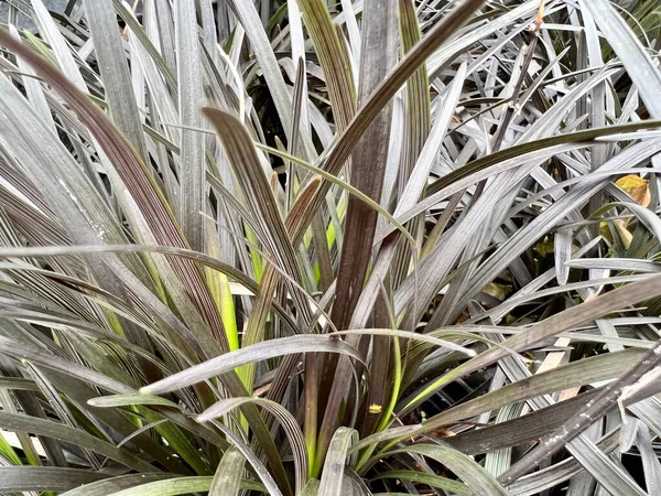 Arka planda siyah çimen yaprakları