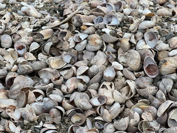 Çeşitli kabuklar ve okyanus kalıntıları kapanıyor.