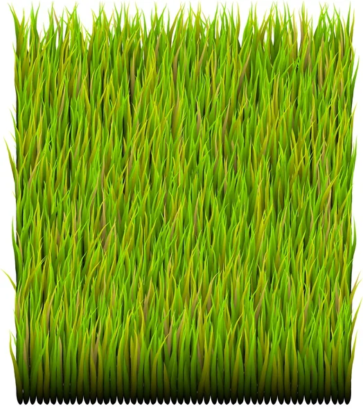 Zöld fű javítás háttér — Stock Fotó
