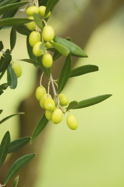 zeytin dalı