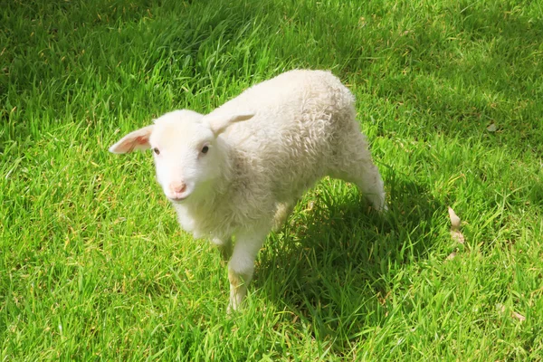 Fiatal bárány — Stock Fotó