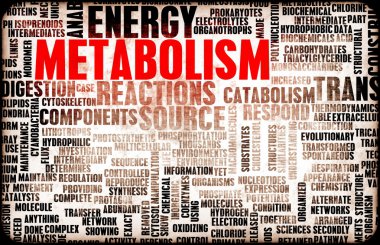 Metabolism clipart