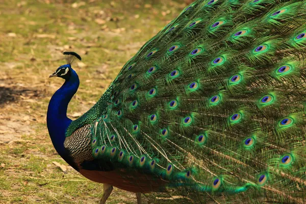 Pfau — Stockfoto