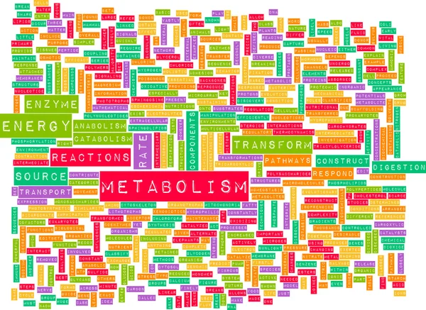 Metabolismus — Stock fotografie