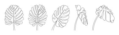 Monstera leaves set drawn with one continuous line. Different tropical palm leaves of monstera, one line drawing. Vector illustration.