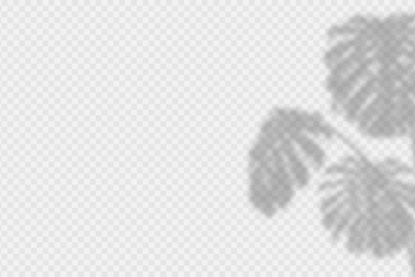 Тень Покрывает Листья Монстров Прозрачный Эффект Наложения Тени Тропического Пальмового — стоковый вектор