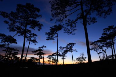 çam ormanı silüeti