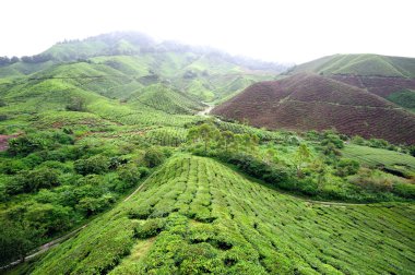 yeşil çay çiftlik paranınüzerinde Yaylası