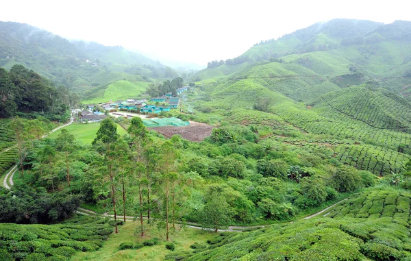 Зеленая чайная ферма в Камераонском нагорье — стоковое фото