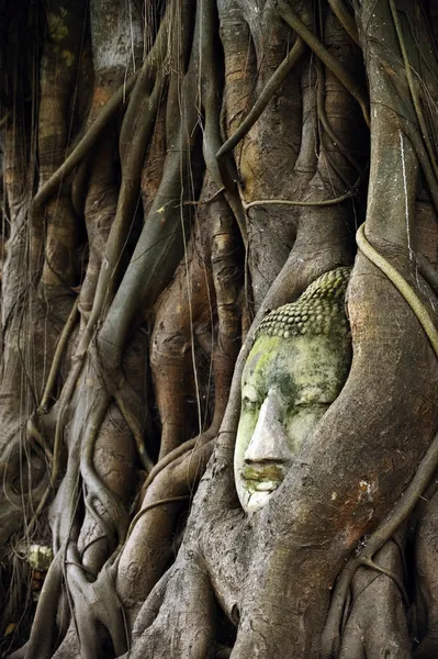 Buda banyan ağacı içinde baş