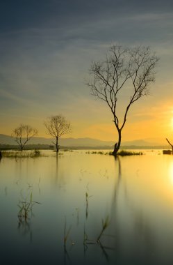 ölü ağaç silüeti
