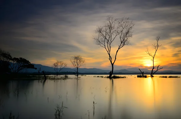 Silhouette eines abgestorbenen Baumes — Stockfoto