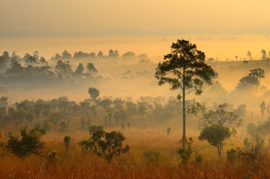 Sabahları orman manzarası