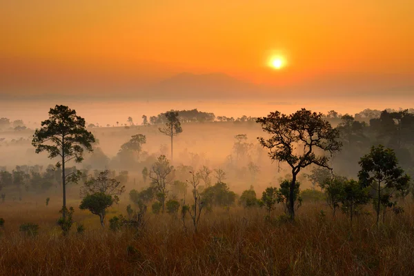 Salida del sol sobre la montaña en el bosque — Foto de Stock