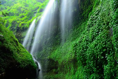 madakaripura şelale-derin orman şelale Doğu Java, indon