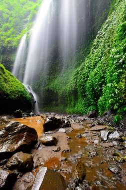 madakaripura şelale-derin orman şelale Doğu Java, indon