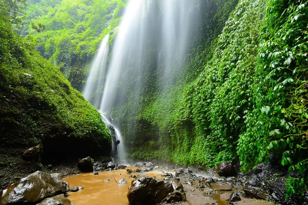 Madakaripura cachoeira-floresta profunda cachoeira em Java Oriental, Indon Imagem De Stock