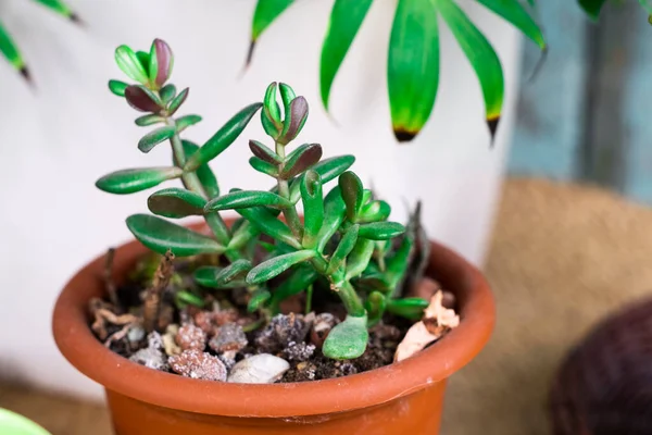 Sappige Huisplant Crassula Ovata Een Pot Rustieke Achtergrond Stilleven — Stockfoto