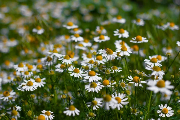 Camomile Flowers Green Meadow Summer Herbs Traditional Medicine — Stock Photo, Image