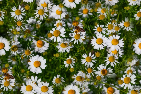 Kamille Weide Bij Kamille Weide Farmaceutische Kamille Geneeskrachtige Plantaardige Kamille — Stockfoto