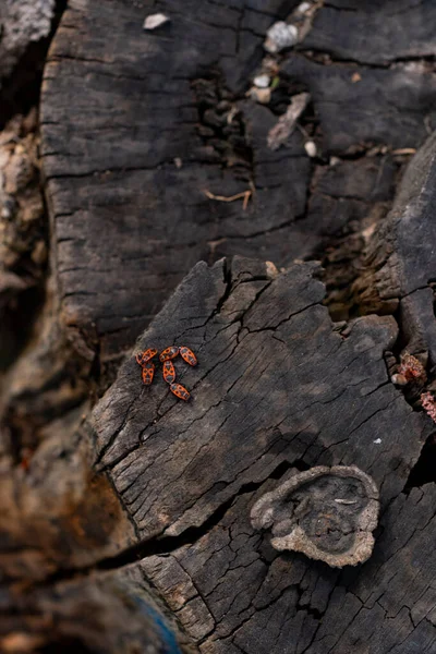 萤火虫 Pyrrhocoris Apterus 在一个花园的黑色腐烂的小道上 木制的乡村背景 — 图库照片