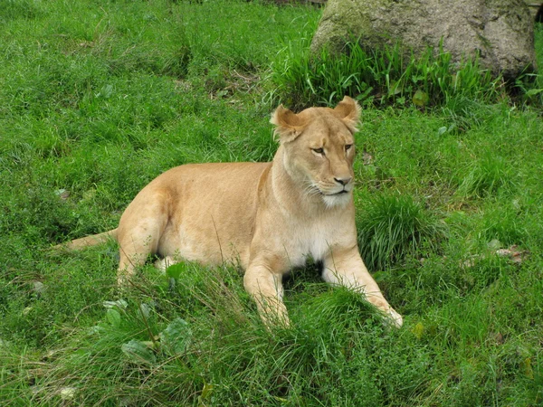 Leżący lwica — Zdjęcie stockowe