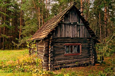 Old wooden house in a coniferous forest
