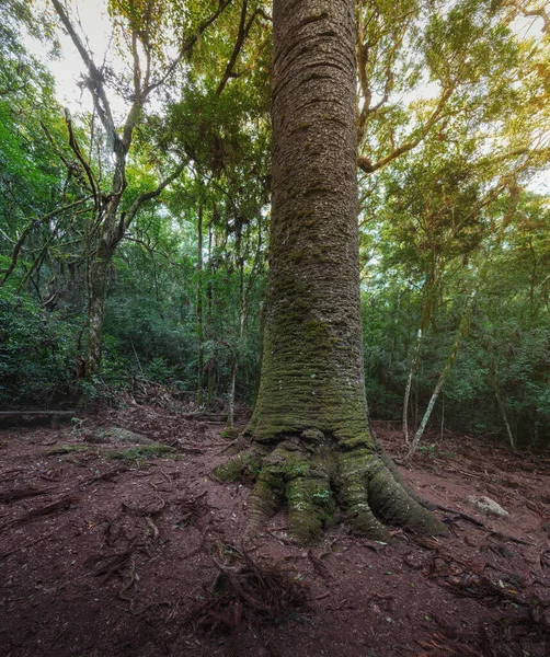 Antico Pino Brasiliano Pinheiro Multissecular Nova Petropolis Rio Grande Sul — Foto Stock