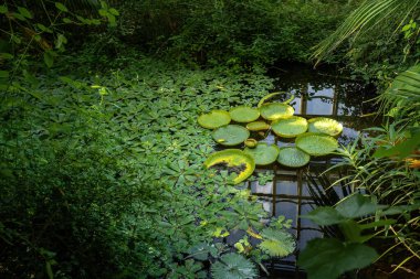 Zambak yastıkları bir gölet üzerinde