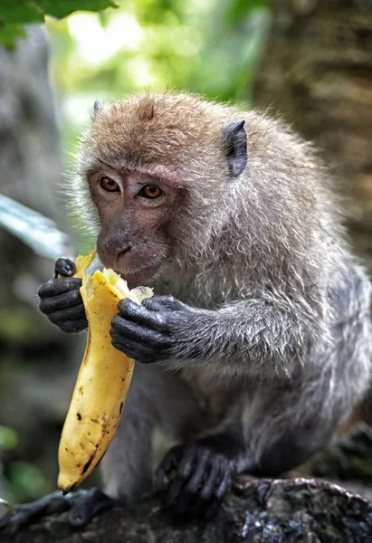 Opice a banány — Stock fotografie