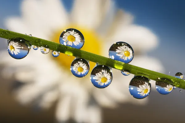 Daisy üzerinde çiğ noktası — Stok fotoğraf