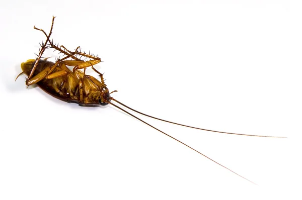 Cockroach — Stock Photo, Image