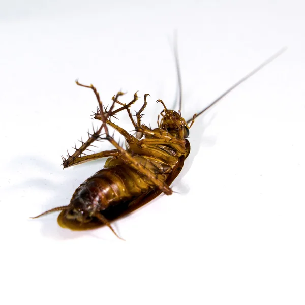 바퀴벌레 — 스톡 사진