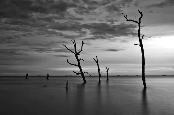 Paisagem preta e branca — Fotografia de Stock